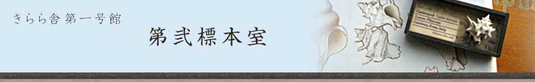 きらら舎第弐標本室