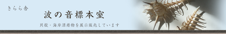 きらら舎波の音標本室