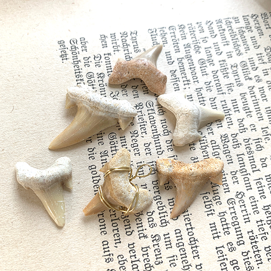サメの歯化石／きらら舎